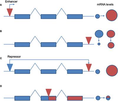 Transposable elements and xenobiotic resistance